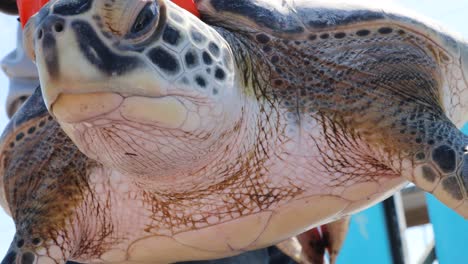 Close-up-Kemp's-Ridley-Sea-Turtle-face-held-by-Game-Warden