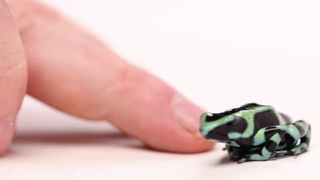 poison-dart-frog-jumps-as-finger-comes-close-to-it-120fps