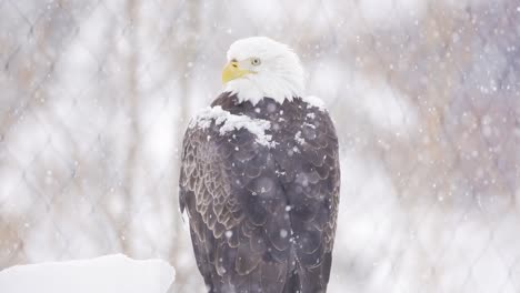 A-bald-eagle-perched-during-a-heavy-snowfall-at-a-zoo