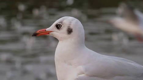 Brown-headed-Gull,-Chroicocephalus-brunnicephalus