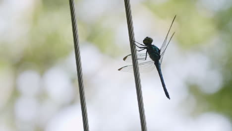 Dragonfly-Hanging-On-Rope-With-Bokeh-Background