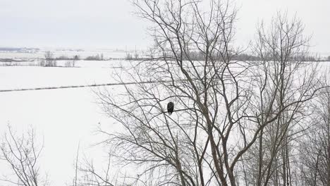 bald-eagle-takes-flight-from-perch-winter-aerial-slomo