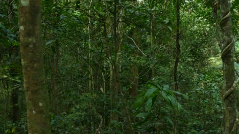 Panning-to-the-right-revealing-a-dense-jungle-with-abundant-tall,-thin-trunked-trees