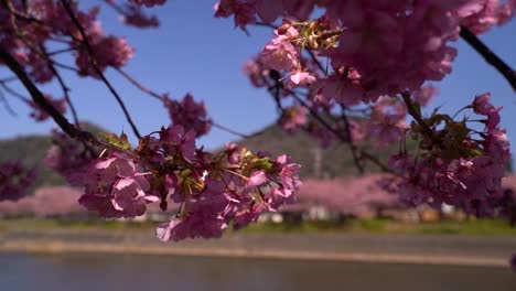 Nahaufnahme-Von-Schönen-Kirschblütenbäumen-Mit-Hintergrundunschärfe-Des-Flussbetts