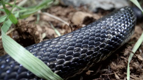 Black-rat-snake-slithering-macro-close-up-scales