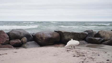 Lonely-swan-resting-on-beach-on-sea-coast-on-windy-day