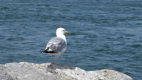 A-seagull-sitting-on-a-rock-with-the-waves-of-the-ocean-in-the-background