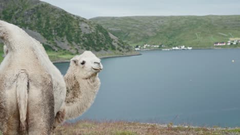 Camello-Blanco-Parado-En-Una-Montaña-Nórdica-Con-Un-Tranquilo-Lago-Azul-De-Fondo-En-Noruega