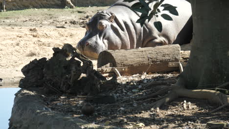 Large-Hippo-Laying-The-On-Bank-Of-Still-River,-SLOW-MOTION