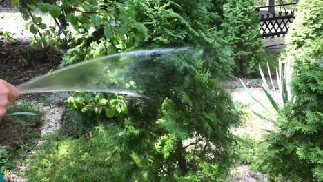 Closeup-of-horticulture-and-watering-thuja-plants-in-the-garden-with-a-hose-in-4k