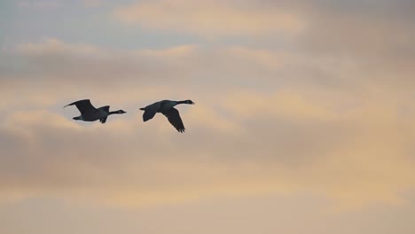 Two-Black-Geese-Flying-on-Sky-Background,-Passing-Sun-at-sunrise,-Slow-Motion-Tracking-Video