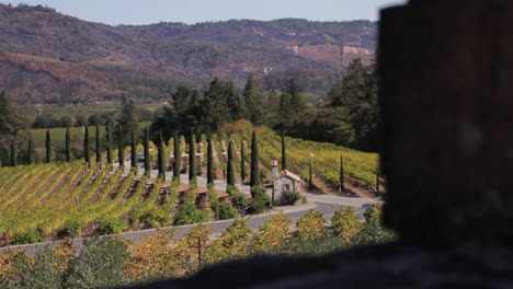 View-of-Vineyard-and-Plants-in-Napa-Valley