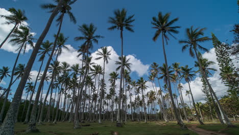 Time-lapse-of-clouds-blowing-over-tall-palm-trees,-tropical-sunny-landscape