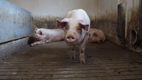 Schweinehaltung-Industrie-Tierhaltung-Viehkäfig
