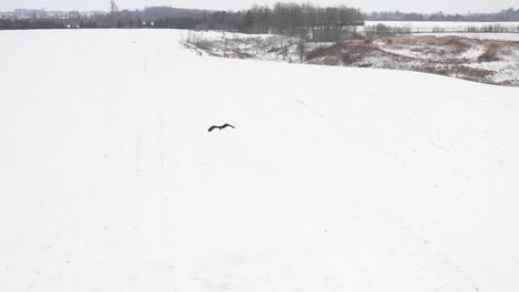 Weißkopfseeadler,-Der-Tief-über-Feld-Slomo-Antenne-Fliegt
