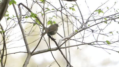 A-Japanese-Bush-Warbler-Bird-Singing-Breeding-Song-On-A-Tree-In-The-Forest-Near-Saitama,-Japan---close-up