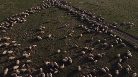 Aerial-View-Of-Field-Full-With-Sheeps
