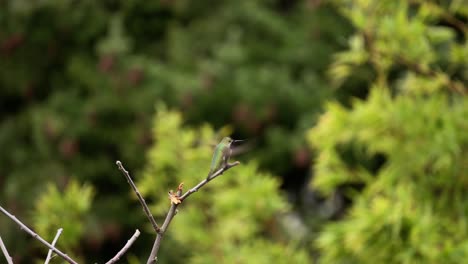 Ein-Anna-kolibri,-Der-Auf-Einem-Ast-Ruht