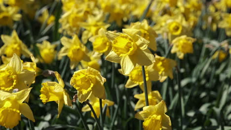 A-bed-of-Golden-Daffodils-in-an-English-garden-at-Easter-time