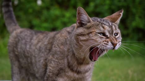Domestic-Cat-Standing-In-The-Lawn,-Yawns-And-Meows-At-Daytime