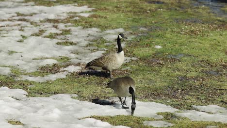 Two-Canadian-geese-walking-across-the-half-snow-covered-green-grass-beside-the-waters-edge-on-a-spring-day-in-Gatineau,-Quebec