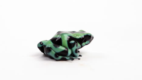 Poisonous-dart-frog-close-up-croaking---isolated-on-white-background---side-profile