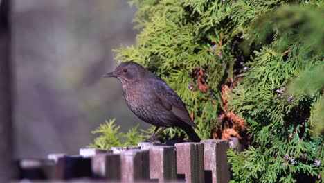 Female-Eurasian-blackbird-sits-on-a-fence-and-curiously-looks-around