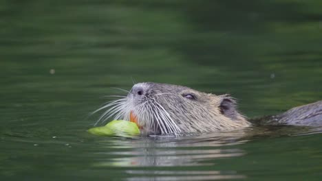 Slow-motion-close-up-wildlife-shot-of-coypu,-myocastor-coypus-with-head-above-water,-holding-a-round-shape-fruit-with-its-claws-and-biting-and-eating-with-its-distinctive-orange-teeth