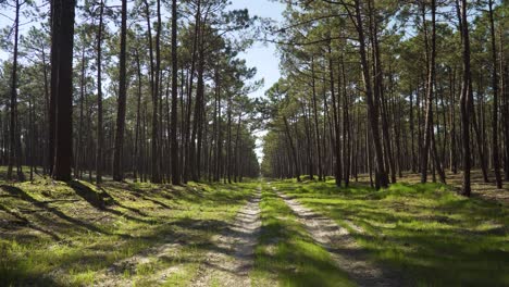 4K-time-lapse-of-the-shadows-on-a-dirty-road-in-the-the-middle-of-a-pine-tree-forest