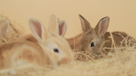 Group-of-baby-Rabbits-fervently-munching-on-a-bunch-of-hay---Eye-level-medium-close-up-shot