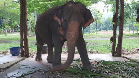 Elefante-Tailandés-Se-Balancea-De-Lado-A-Lado-Con-Estrés-En-El-Campamento-En-La-Isla-De-Koh-Chang