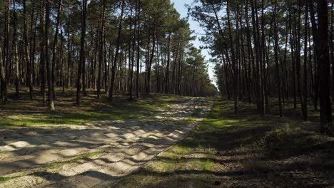 4K-dirty-road-in-the-middle-of-a-pine-tree-forest