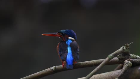 Blue-eared-Kingfisher,-Alcedo-meninting,-Thailand