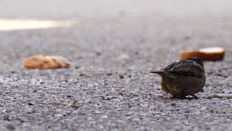 Lonely-sparrow-gathers-breadcrumbs-on-concrete,-bird-in-a-cold-winter-day