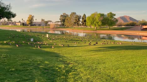 Hundreds-of-dicks-gather-in-the-early-evening-along-the-edge-of-a-water-hazard-at-McCormick-Rance-Golf-Club,-McCormick-Ranch,-Scottsdale,-Arizona