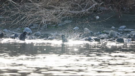 Pájaros-Estorninos-De-Mejillas-Blancas-Limpiándose-En-El-Agua-En-El-Río-Futako-tamagawa-En-Tokio,-Japón---Tiro-Estático