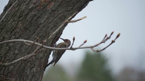 Snow-Falling-On-A-Northern-Flicker-Perched-On-A-Tree,-Woodpecker-Bird-Entering-Nest-Cavity