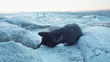 Trembling-Alaskan-Malamute-Dog-Breed-Lying-On-A-Snowed-Rocky-Landscape-During-Winter-In-Norway