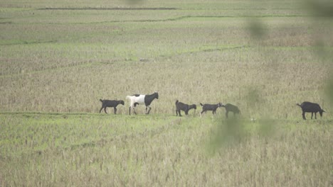 A-herd-of-goats-is-walking-through-a-paddy-field-after-the-paddy-is-cut-to-root