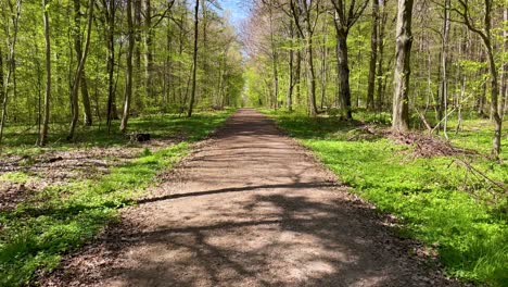 Pov-Caminando-Por-Un-Bosque-De-Pinos-Verdes-Y-Un-Camino-De-Tierra-Vacío-En-La-Naturaleza-Durante-La-Primavera-En-Baviera,-Alemania