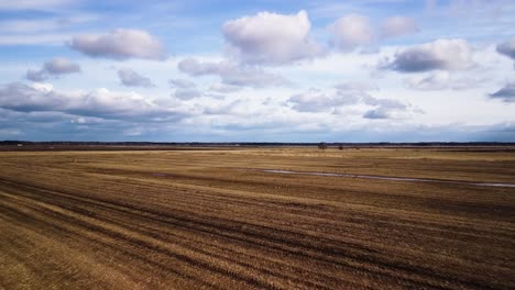 Aerial-birdseye-view-agricultural-field-with-group-of-bean-goose-in-sunny-spring-day,-medium-size-flock-taking-off,-high-altitude-wide-angle-drone-shot-moving-forward