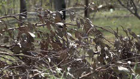 Outdoor-nature-Australian-fauna-and-bird-flying-away-medium-shot