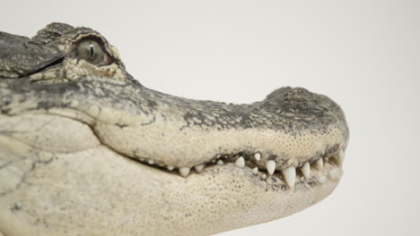 American-alligator-looking-at-white-background