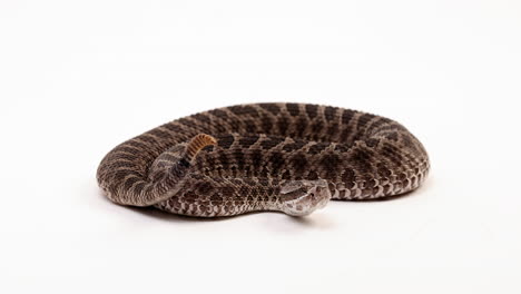 Massasuaga-rattlesnake-begins-shaking-tail---side-profile---isolated-on-white-background