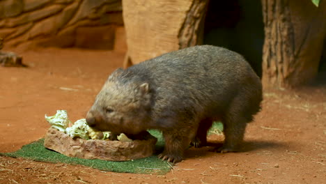 Der-Gewöhnliche-Wombat,-Auch-Als-Grobhaariger-Wombat-Oder-Barnasen-Wombat-Bekannt,-Ist-Ein-Beuteltier,-Eine-Von-Drei-Noch-Existierenden-Arten-Von-Wombats-Und-Die-Einzige-In-Der-Gattung-Vombatus