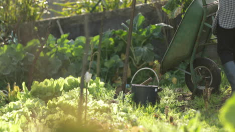 Gardener-Placing-Tools-On-A-Wheelbarrow-In-Backyards-Garden