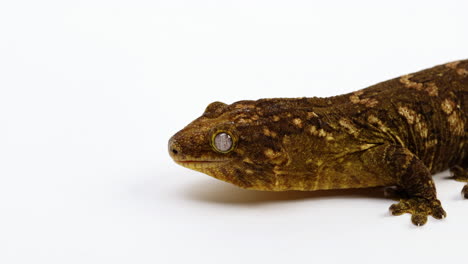 Tokay-Gecko-Seitenprofil-Auf-Dem-Kopf---Vor-Weißen-Hintergrund-Isoliert