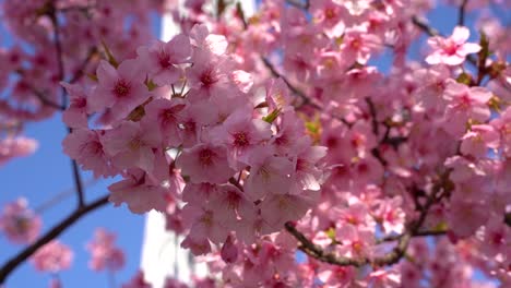 Wide-open-cherry-blossom-flowers-close-up-against-blue-sky