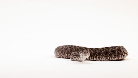 Massasauga-rattlesnake-hisses---head-on-shot-against-white-background