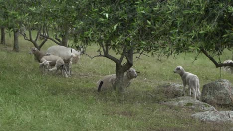 On-natural-open-farm-wildlife-ram-relaxing-under-olive-tree-on-windy-day